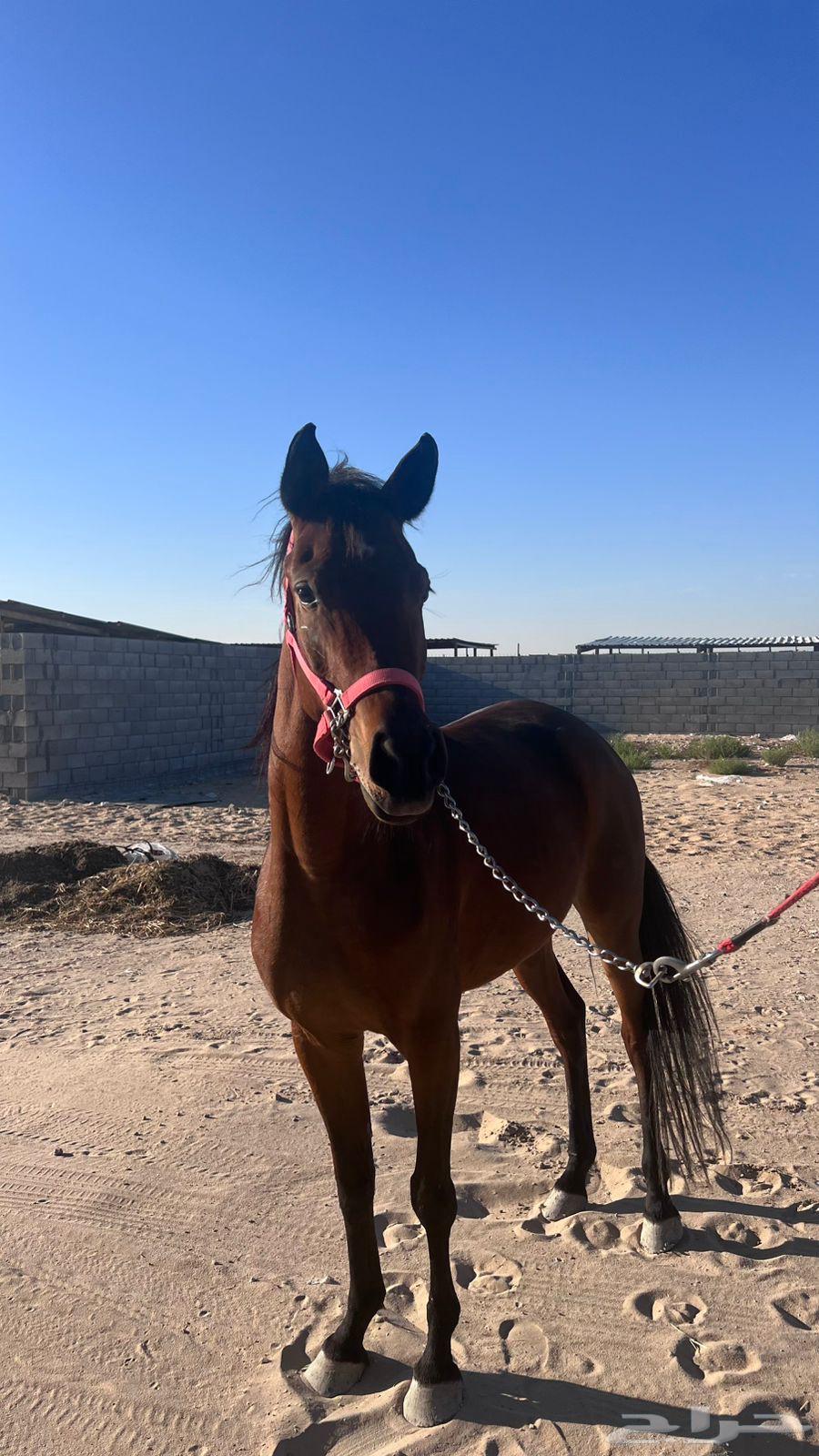 خيل63258354595457114