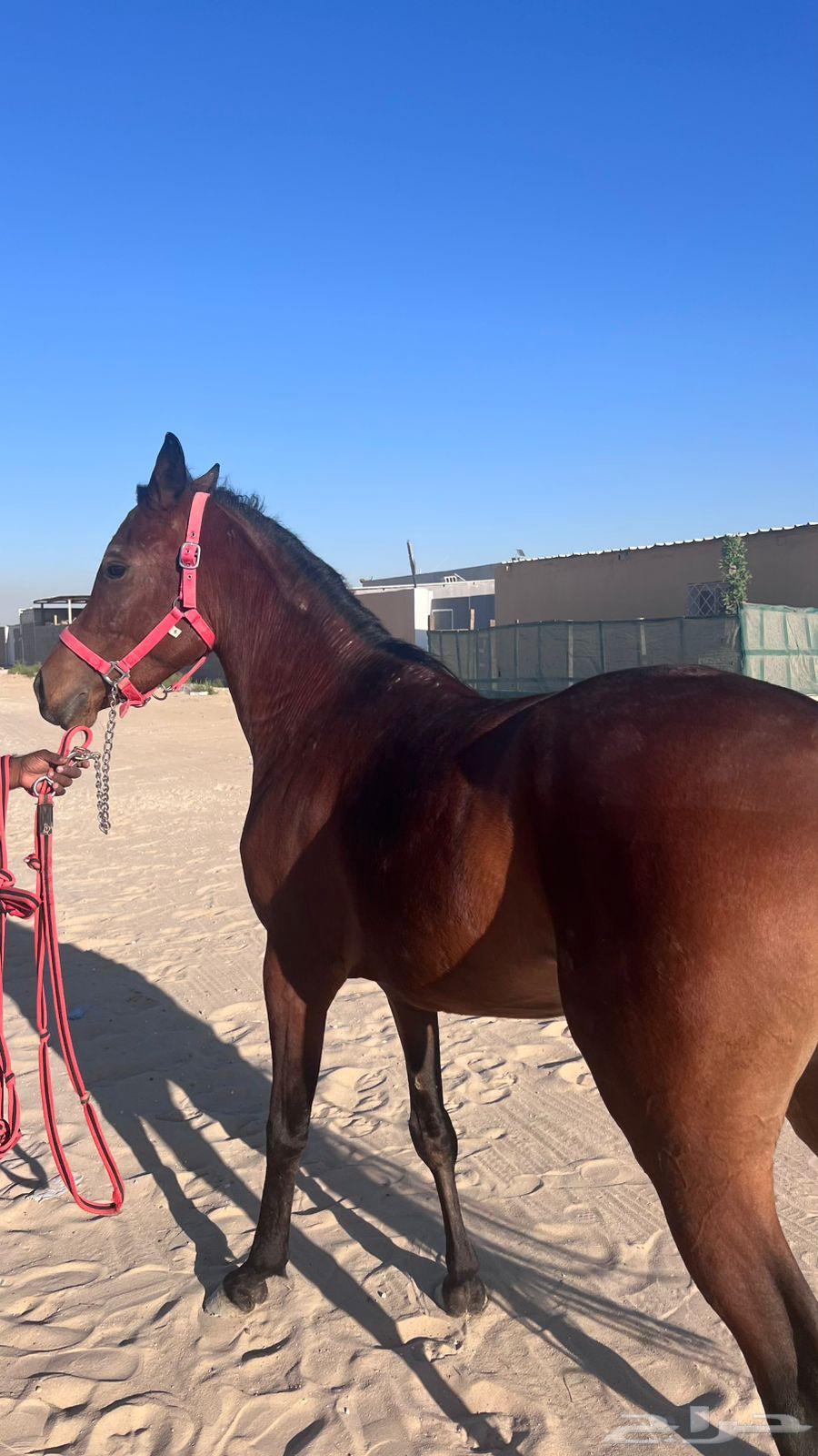 خيل63258354595457111