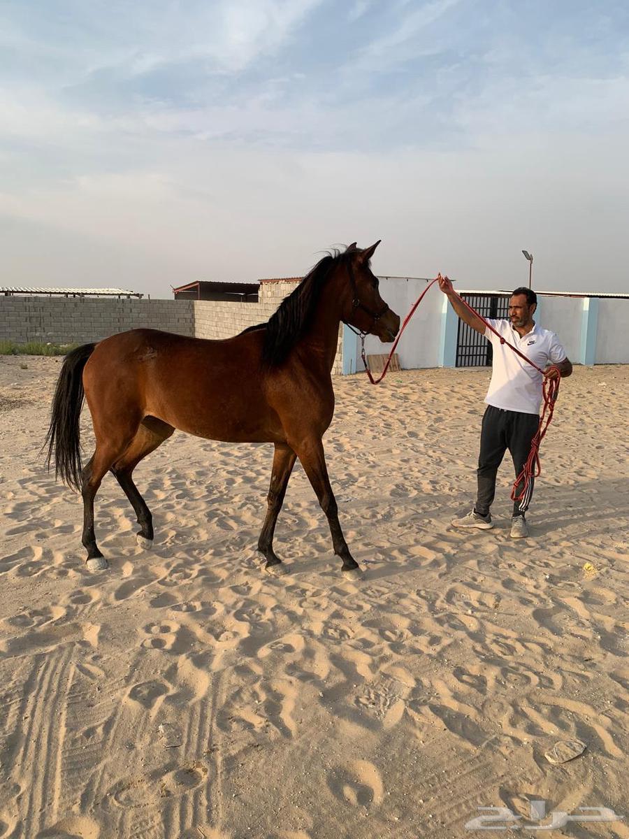 خيل63258354595457112