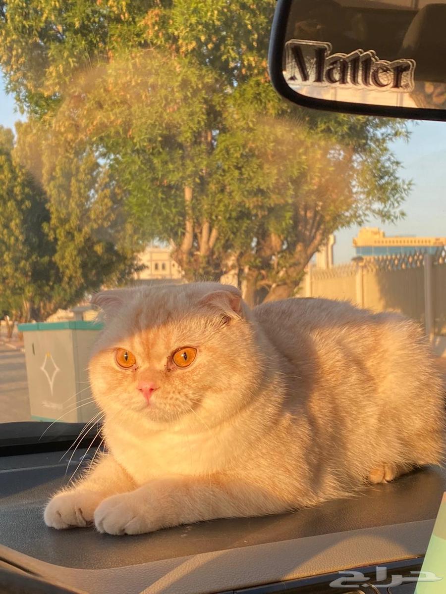 One-year-old Scottish Fold cat with all its accessories63259411367298114