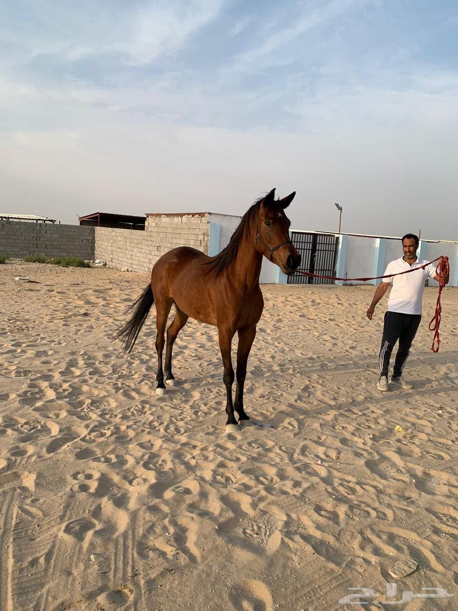 خيل63258354595457113