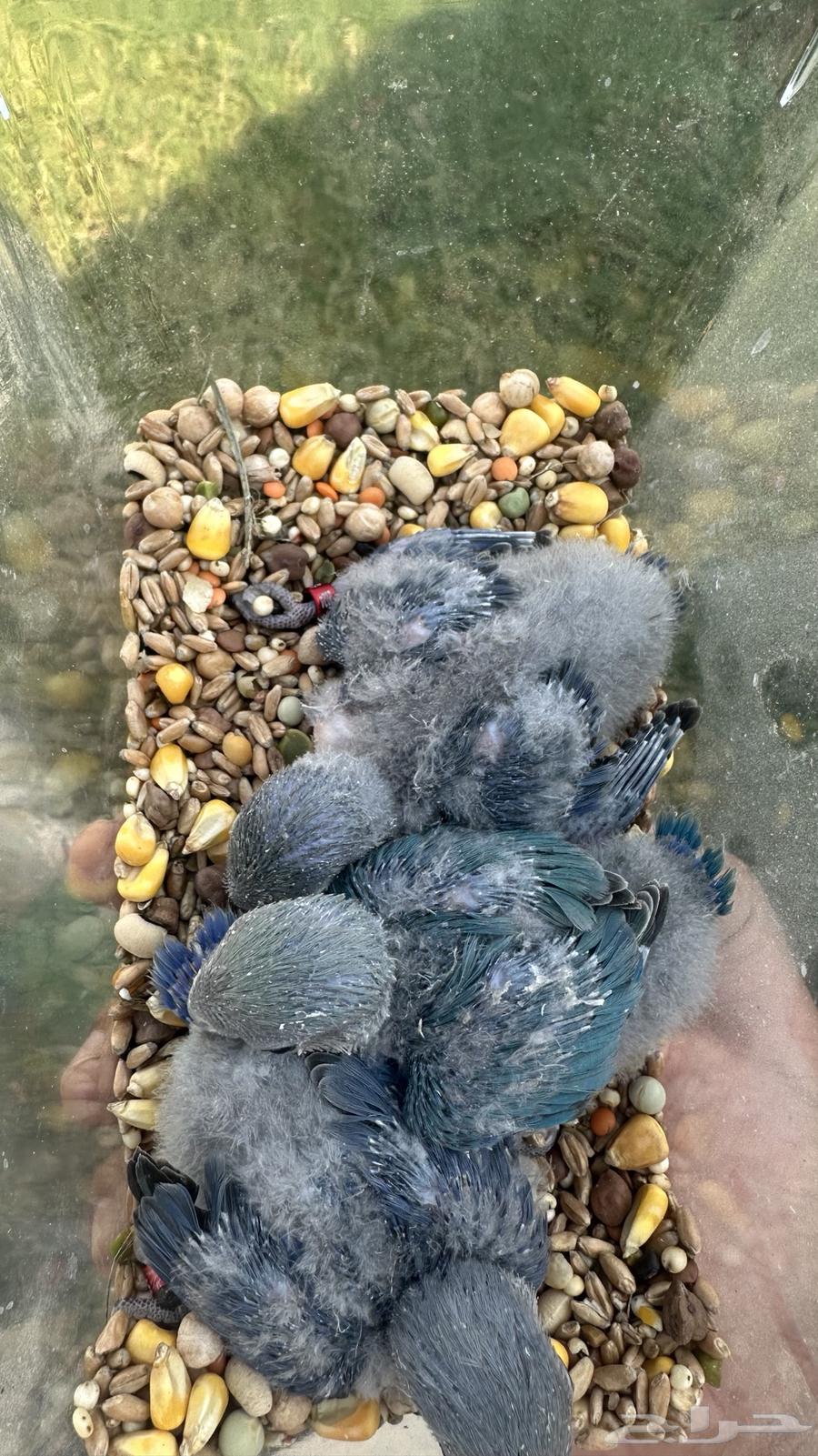 6 chickens for sale, chicken 100 riyals 6 chickens 50063007771156865111