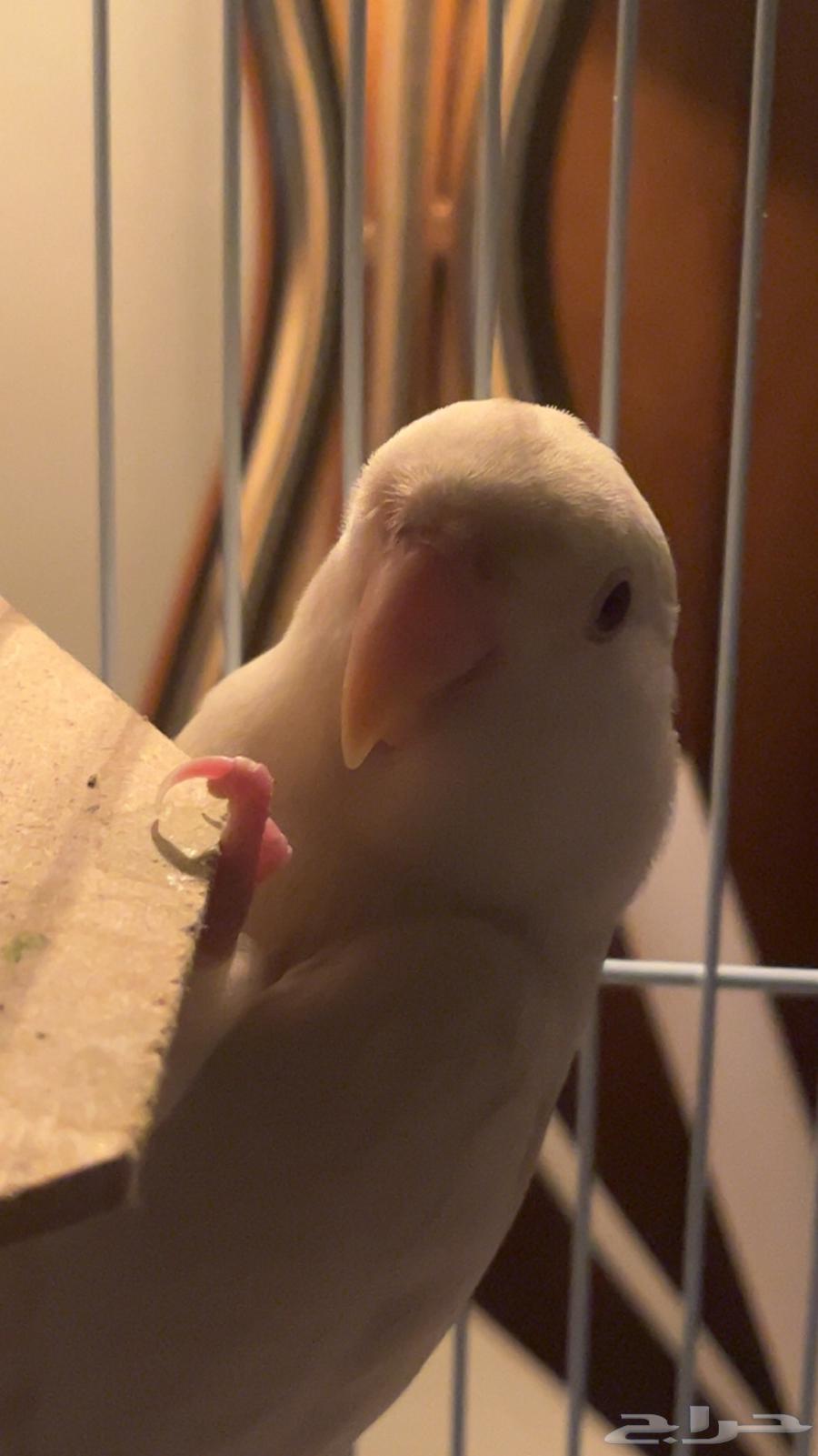 Very tame albino bird63617577122946111