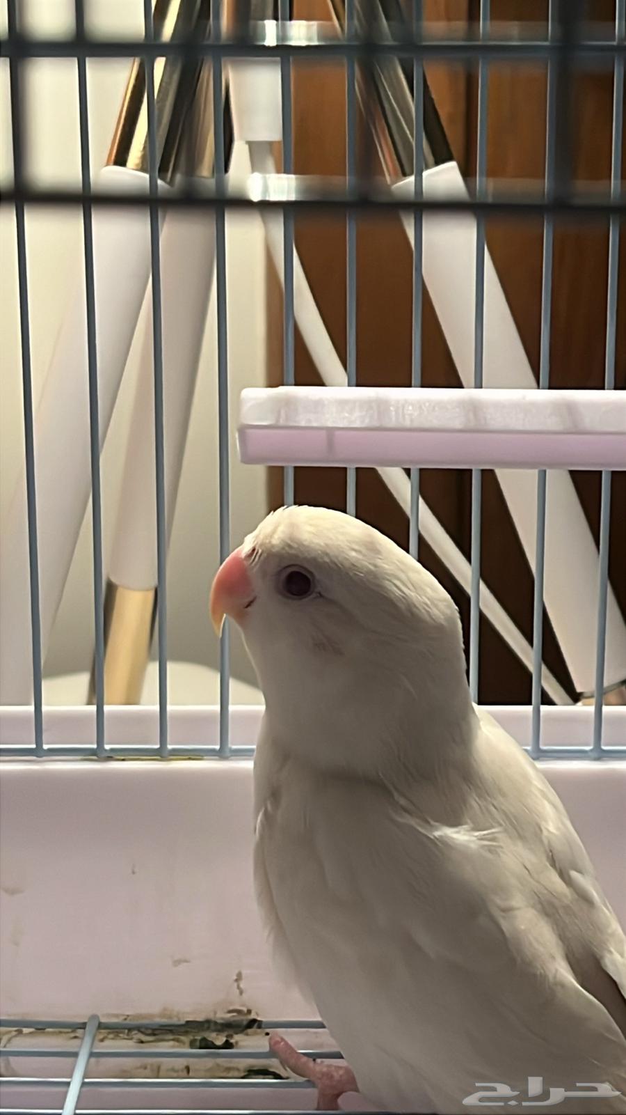 Very tame albino bird63617577122946112