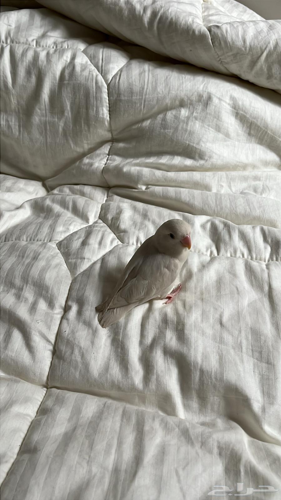 Very tame albino bird63617577122946113