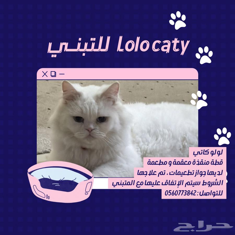 قطة شيرازية للتبني63257349511811112