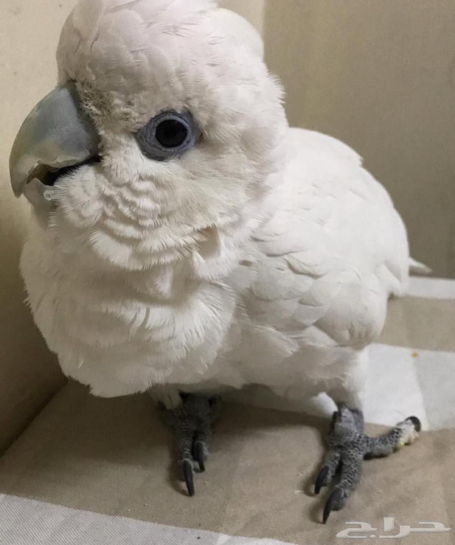 Hotel Birds63007383404545112