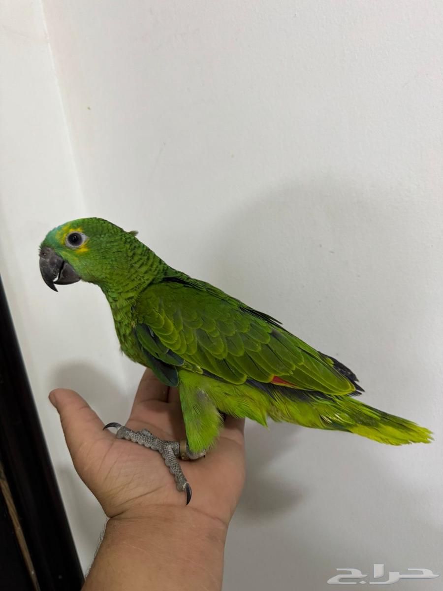 وصول دفعة طيور632578544656671128