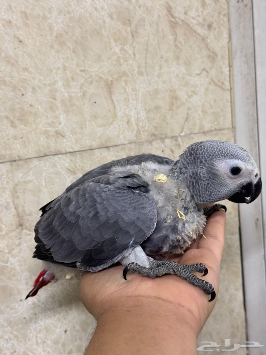 وصول دفعة طيور63257854465667111