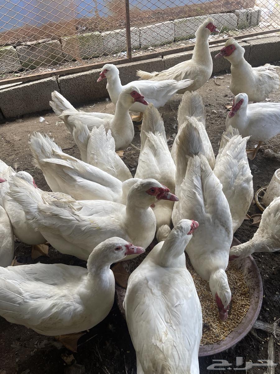 Male duck ((sold))63258901764226111
