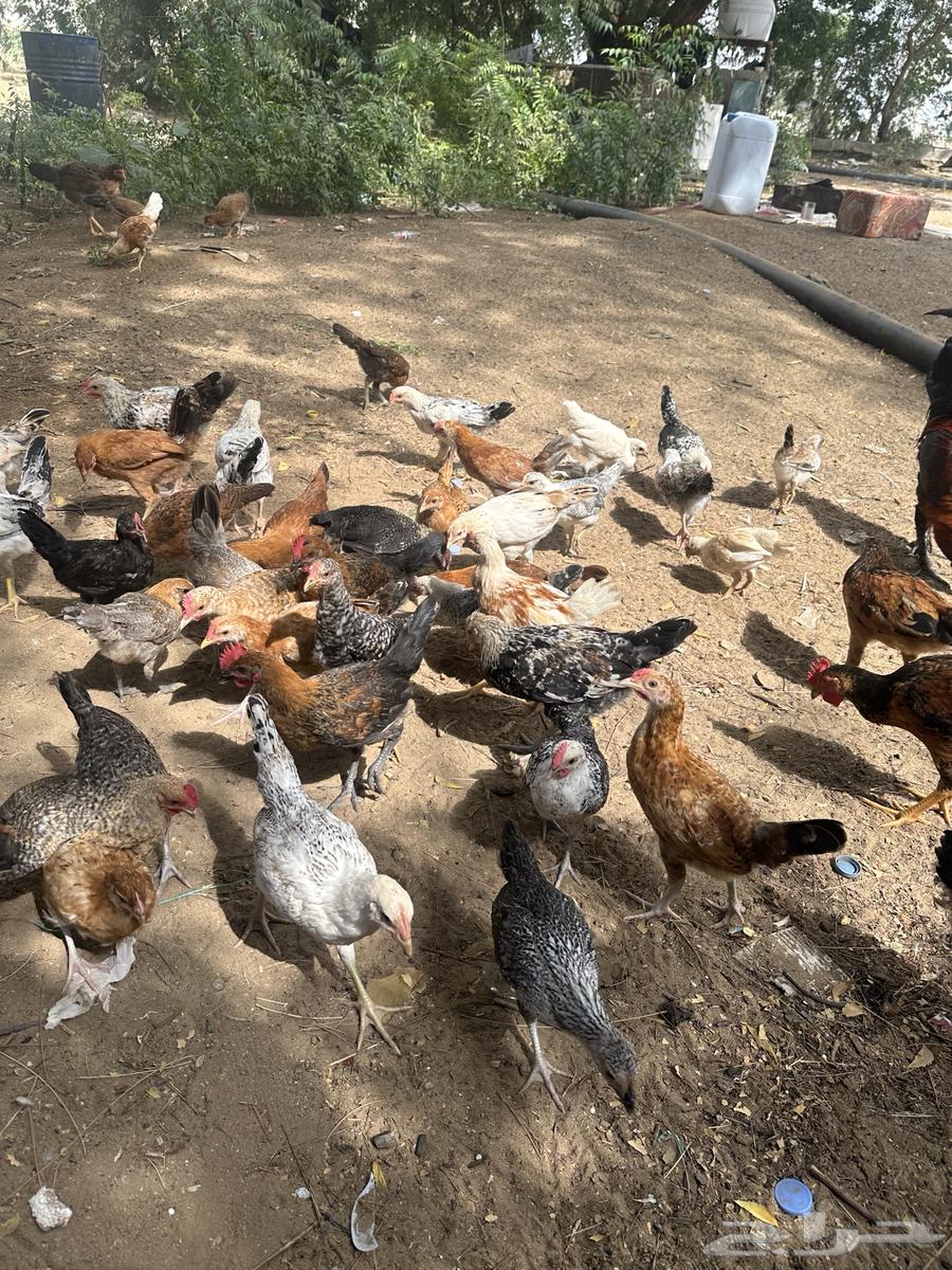 Local chicken63257879470723113