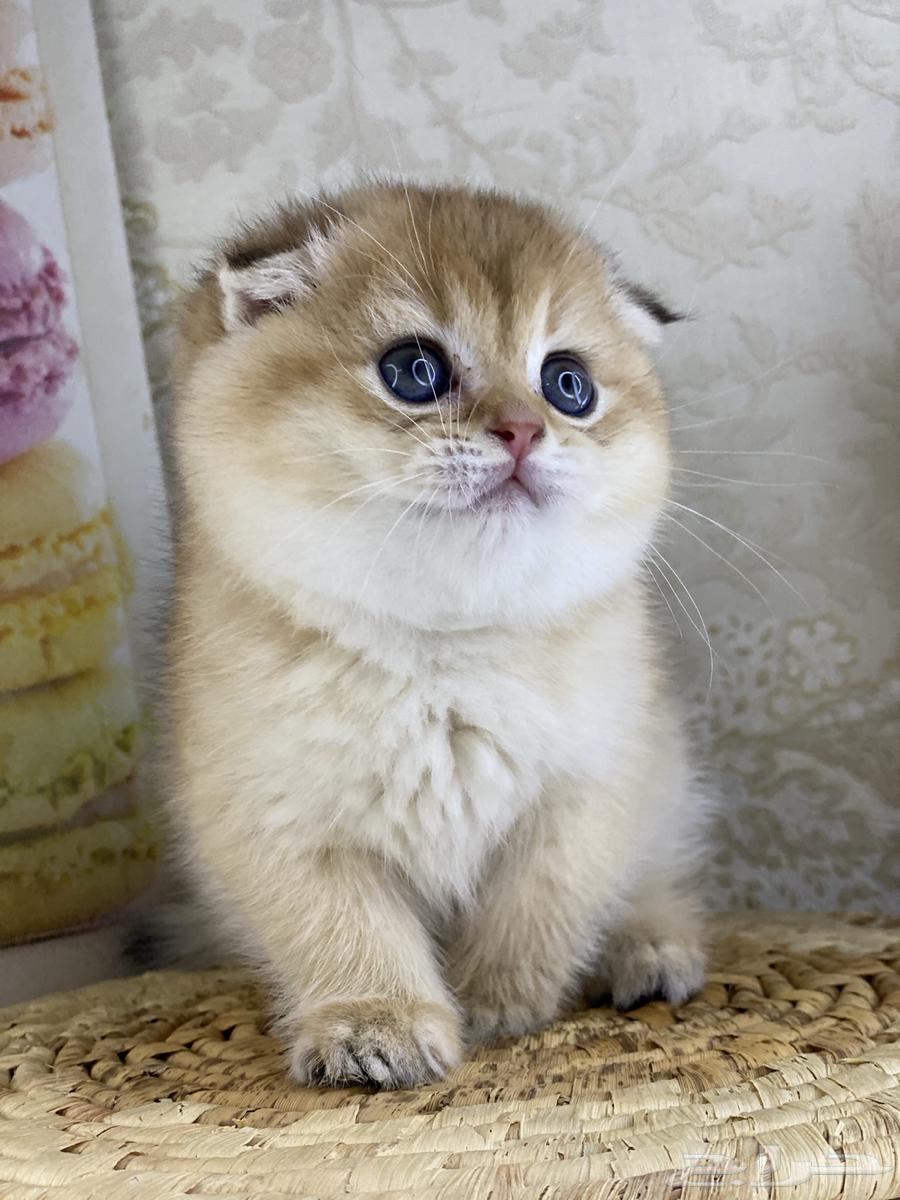 Scotch Fold Gold kittens Persian Bich face63257875935233113
