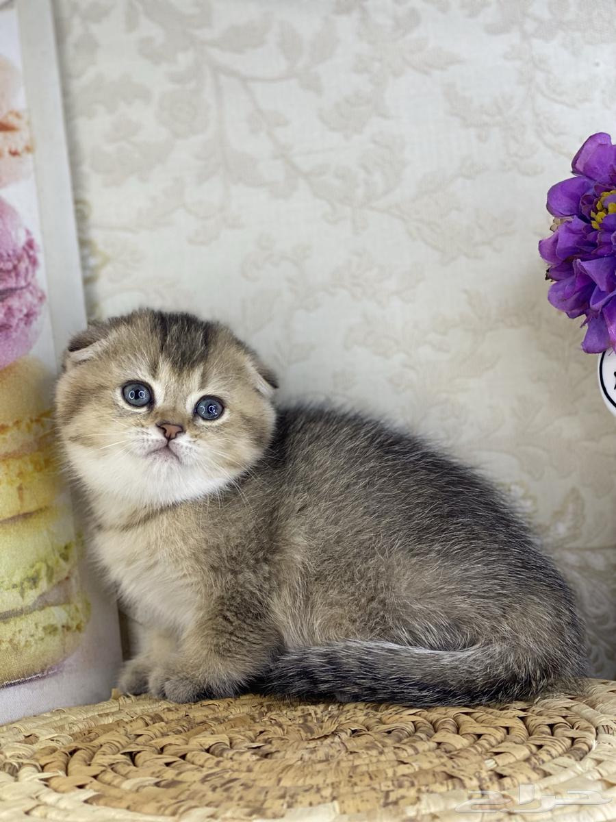 Scotch Fold Gold kittens Persian Bich face63257875935233112