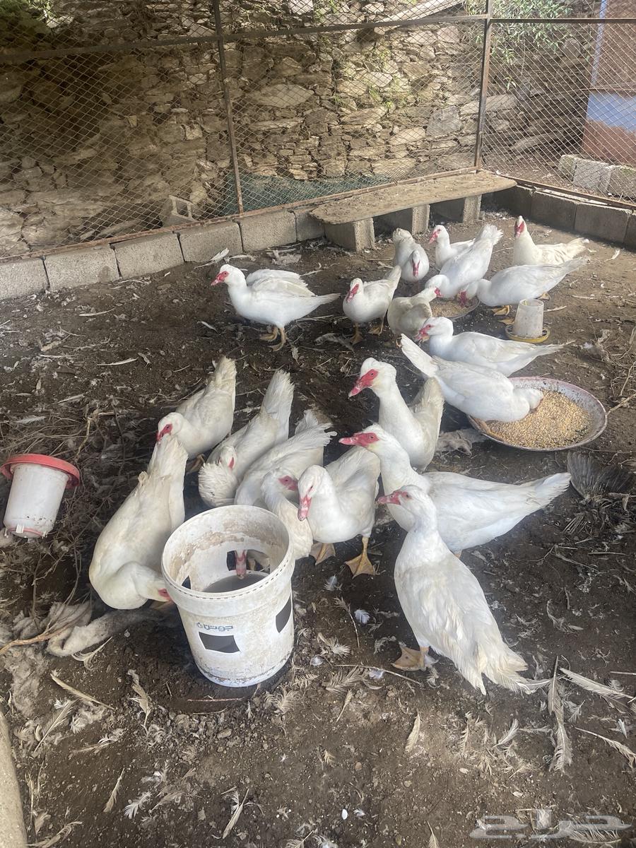 Male duck ((sold))63258901764226113