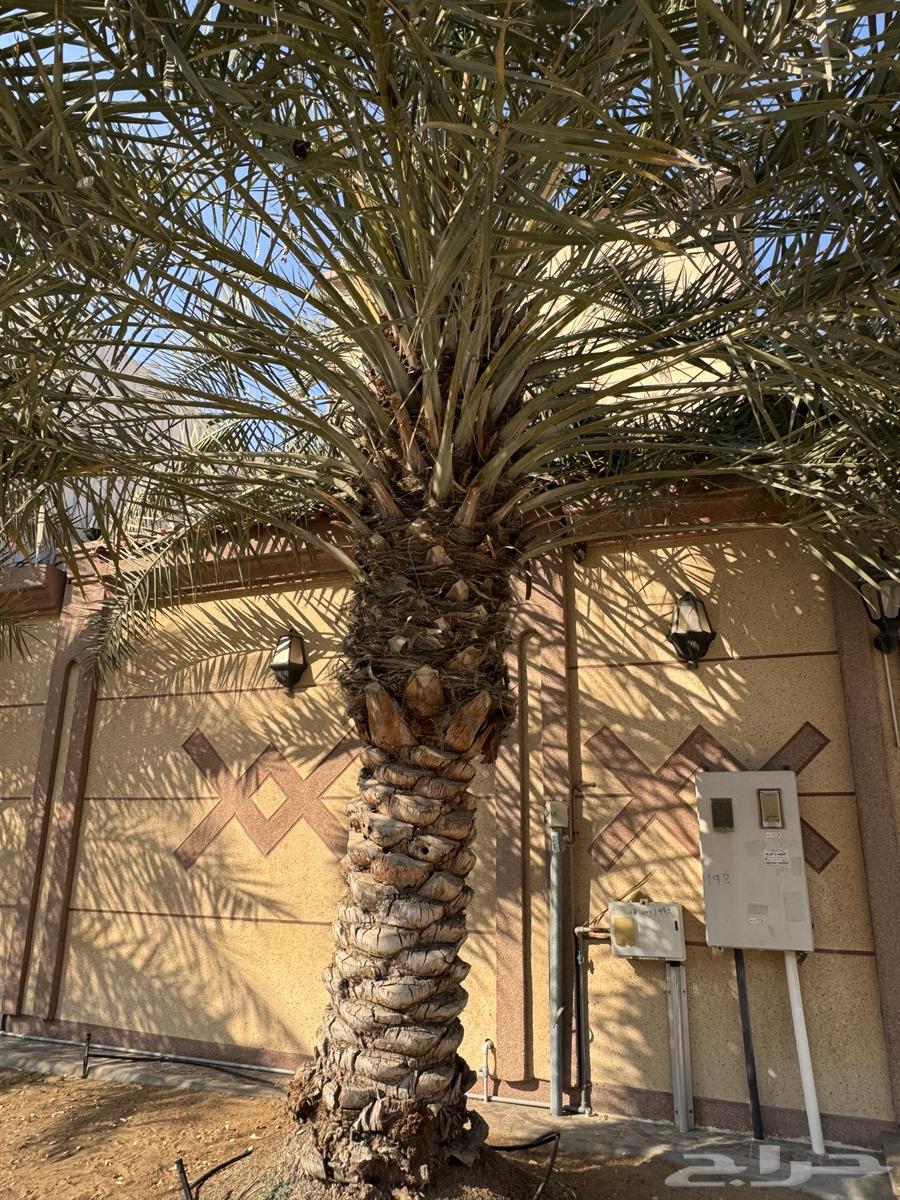 A palm tree of sincerity for sale63258379822723111
