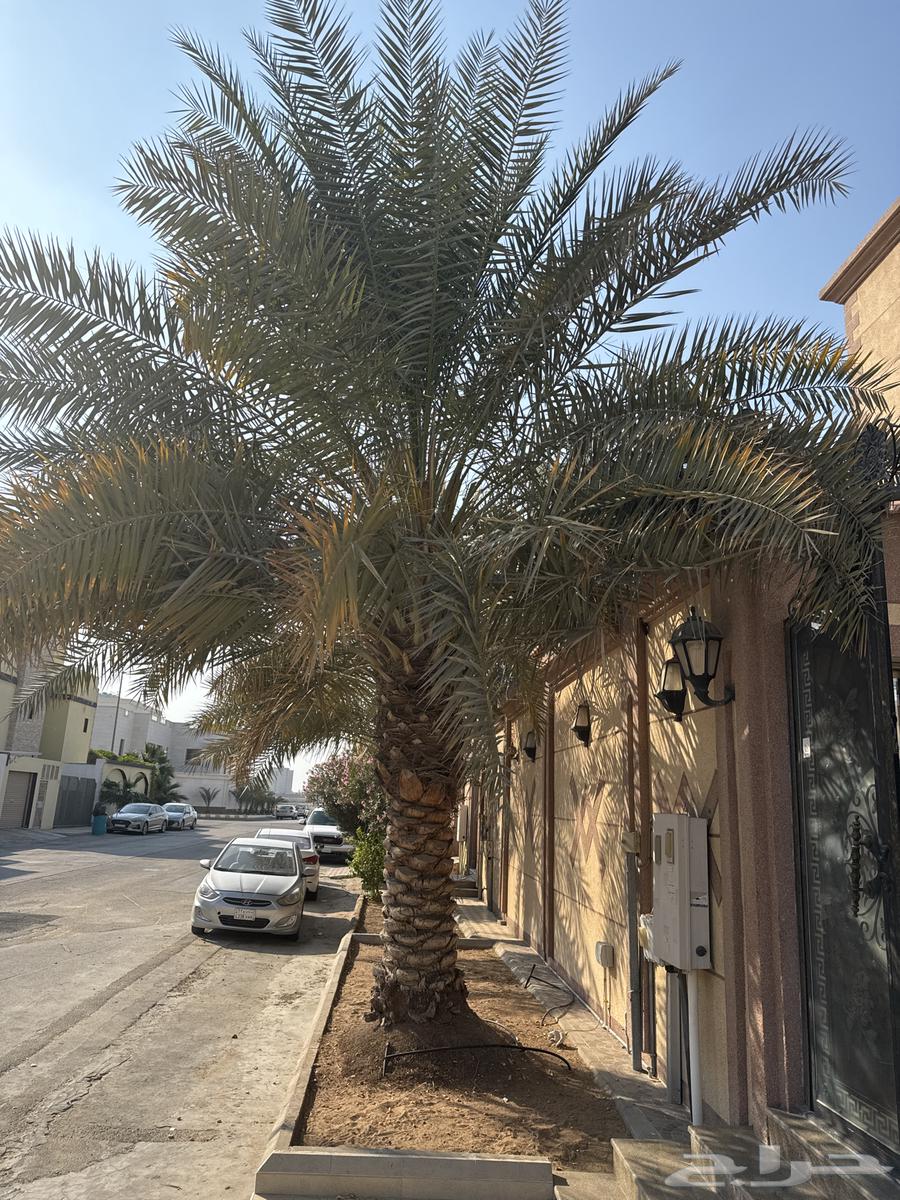 A palm tree of sincerity for sale63258379822723113