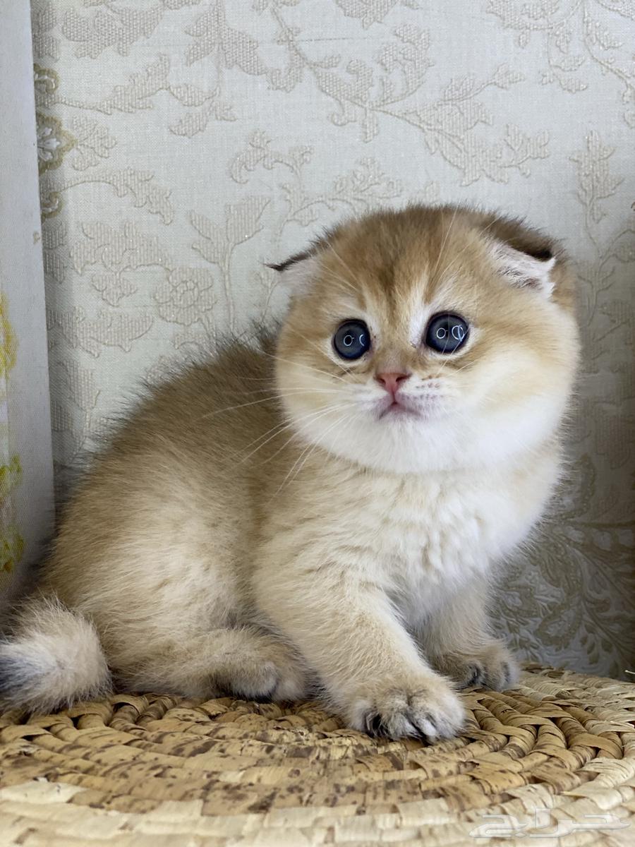 Scotch Fold Gold kittens Persian Bich face63257875935233114