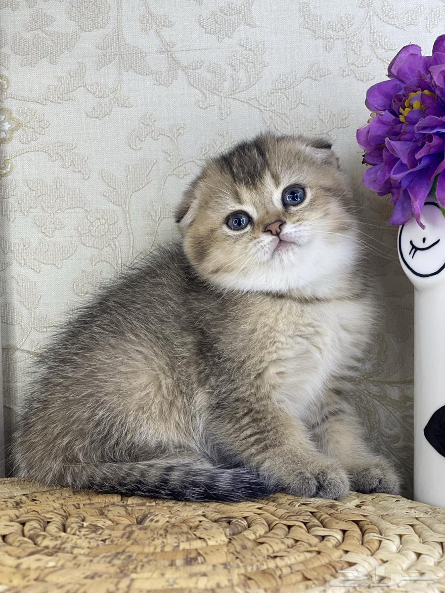 Scotch Fold Gold kittens Persian Bich face63257875935233111