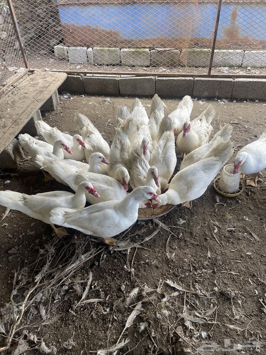 Male duck ((sold))63258901764226111