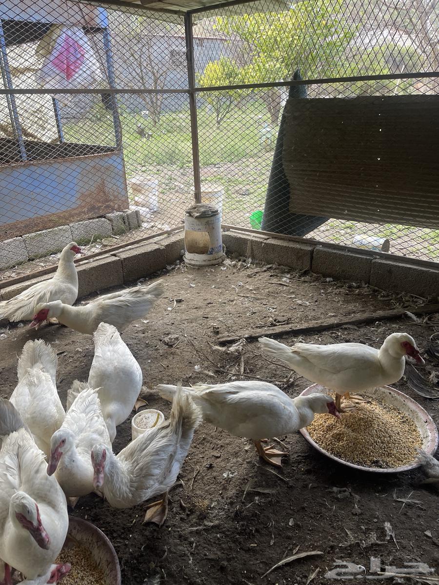Male duck ((sold))63258901764226114