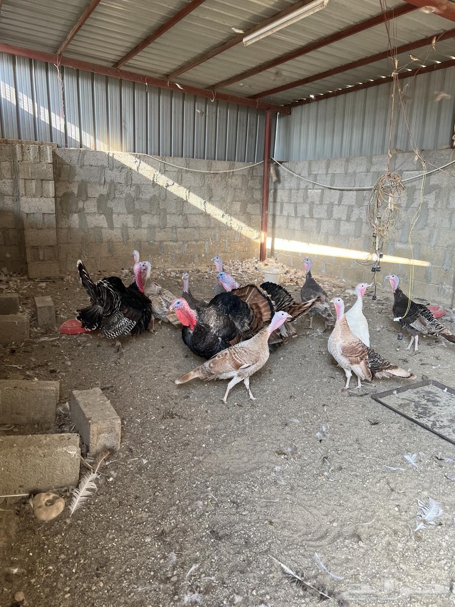 دجاج رومي - انباع63258895637122111