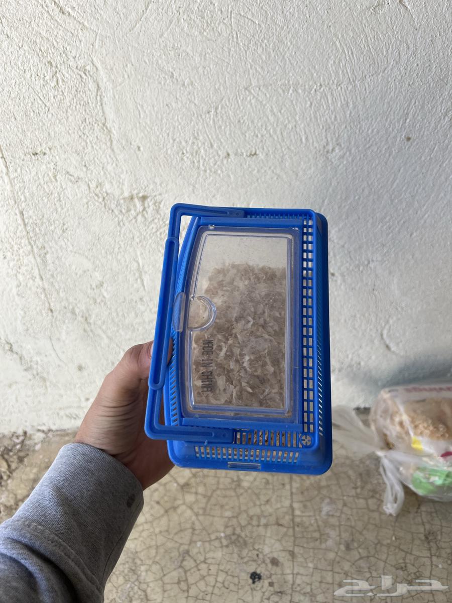 New bird incubator63617736519938113