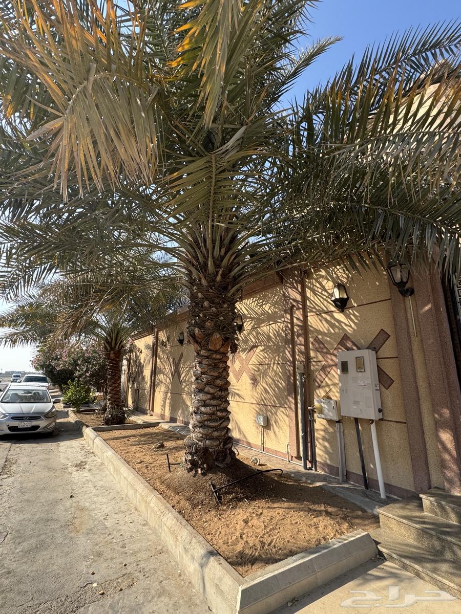 A palm tree of sincerity for sale63258379822723112