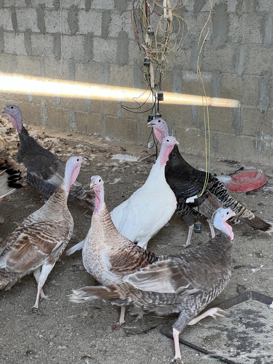 دجاج رومي - انباع63258895637122114