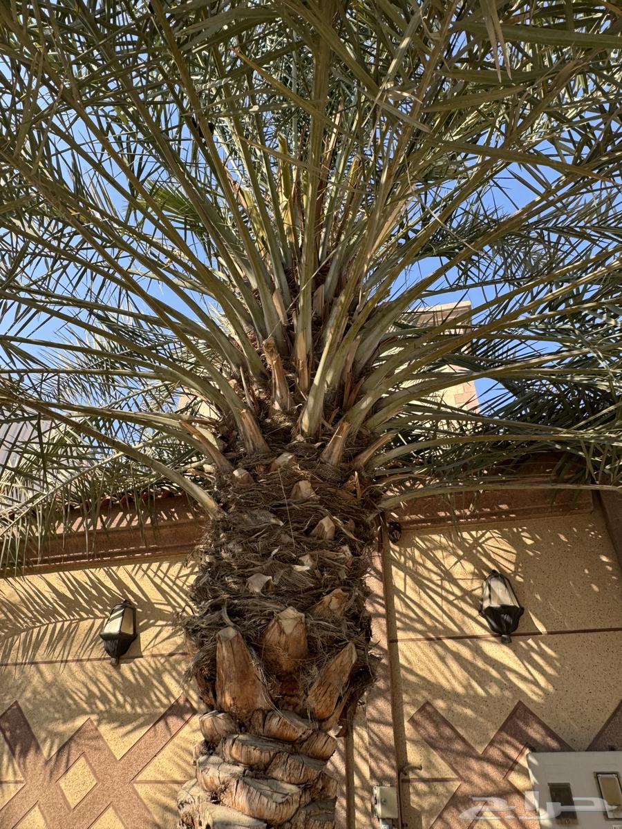 A palm tree of sincerity for sale63258379822723112
