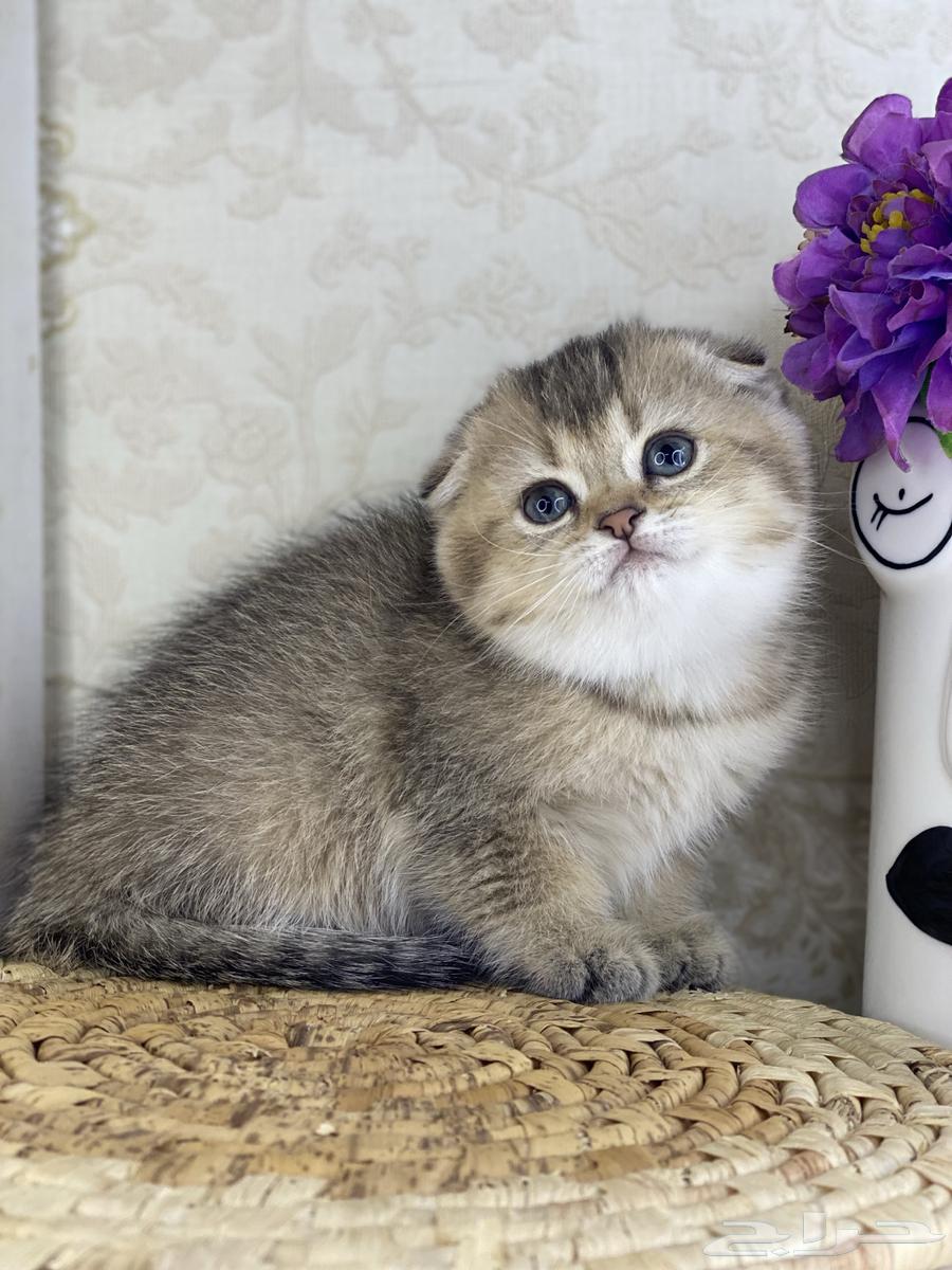 Scotch Fold Gold kittens Persian Bich face63257875935233118