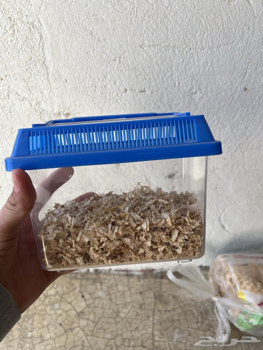 New bird incubator63617736519938111