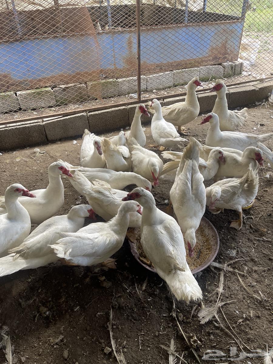 Male duck ((sold))63258901764226112
