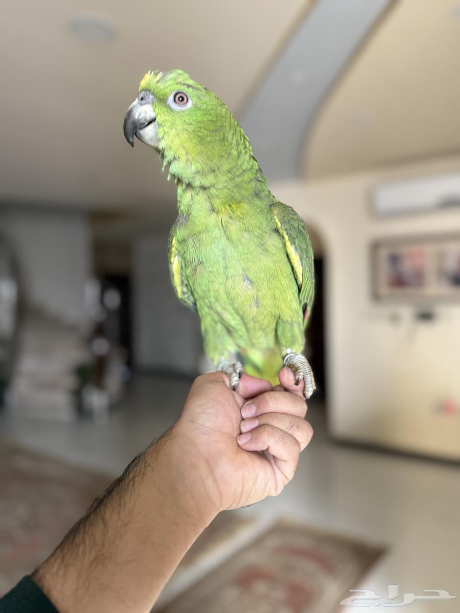 فرخ امزون يلو ناب63257338888706113