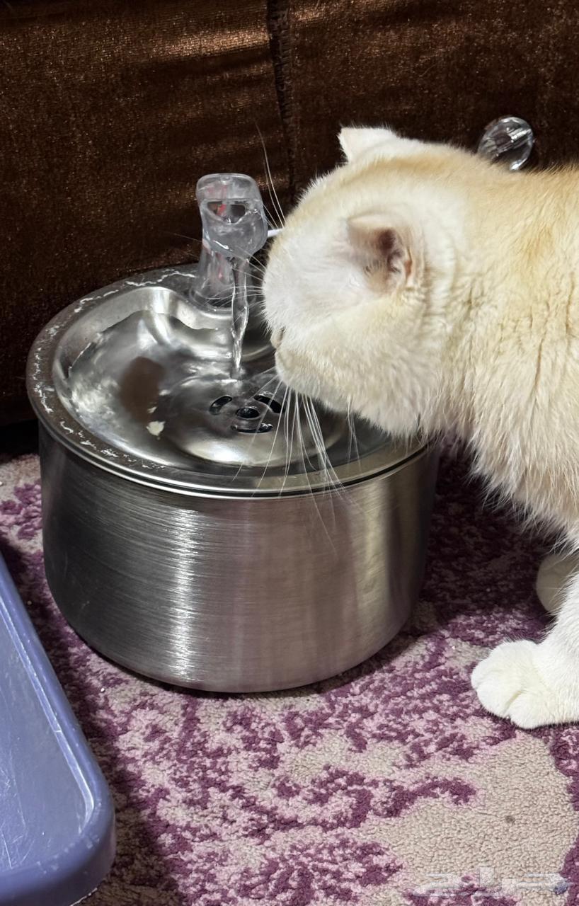 An attractive water fountain for cats63258387135746115
