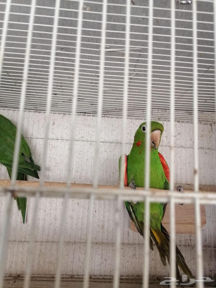 وصول دفعة طيور63257854465667114