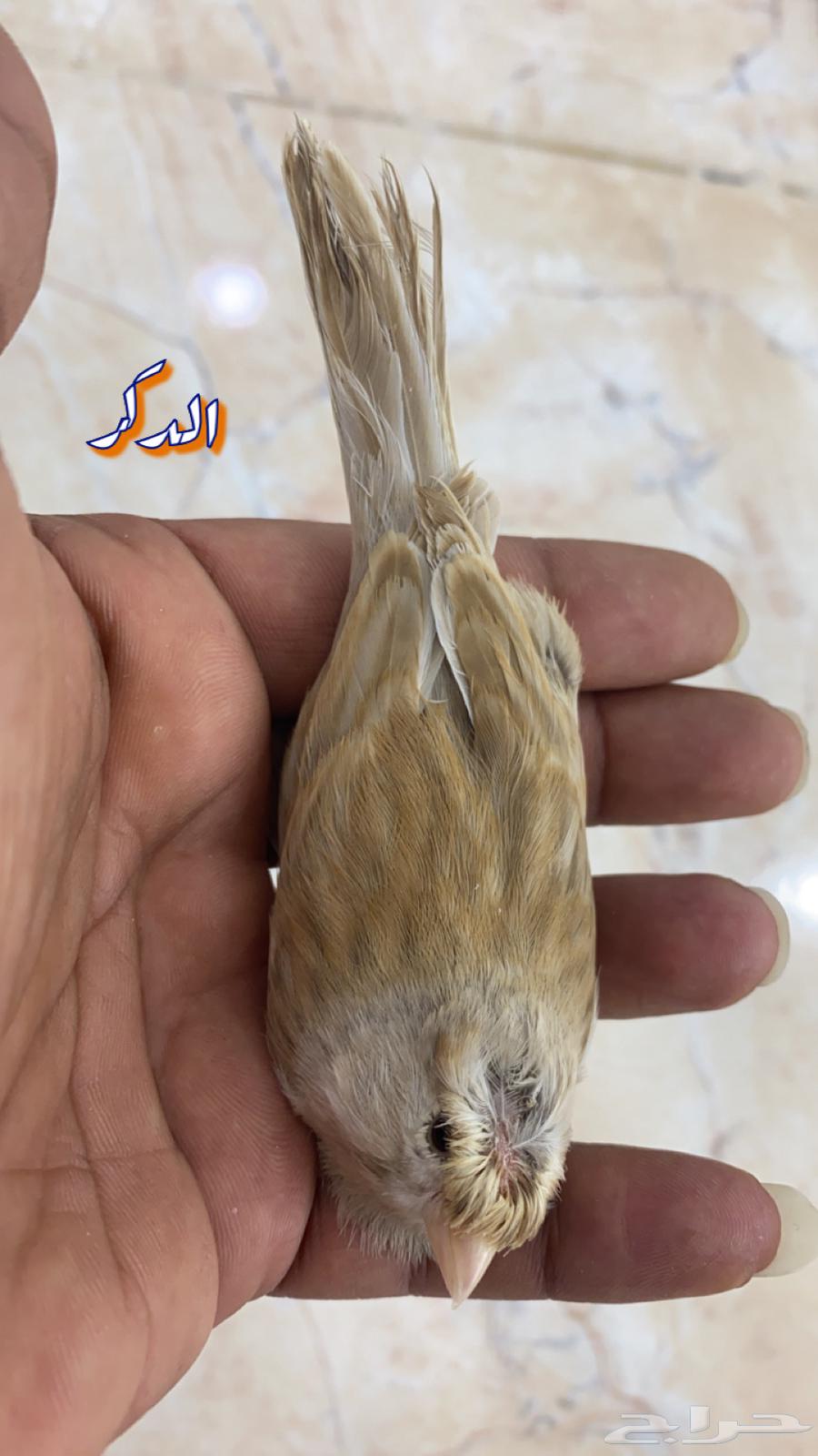 للبيع جوز كناري مع 3 فروخ63256298232579112
