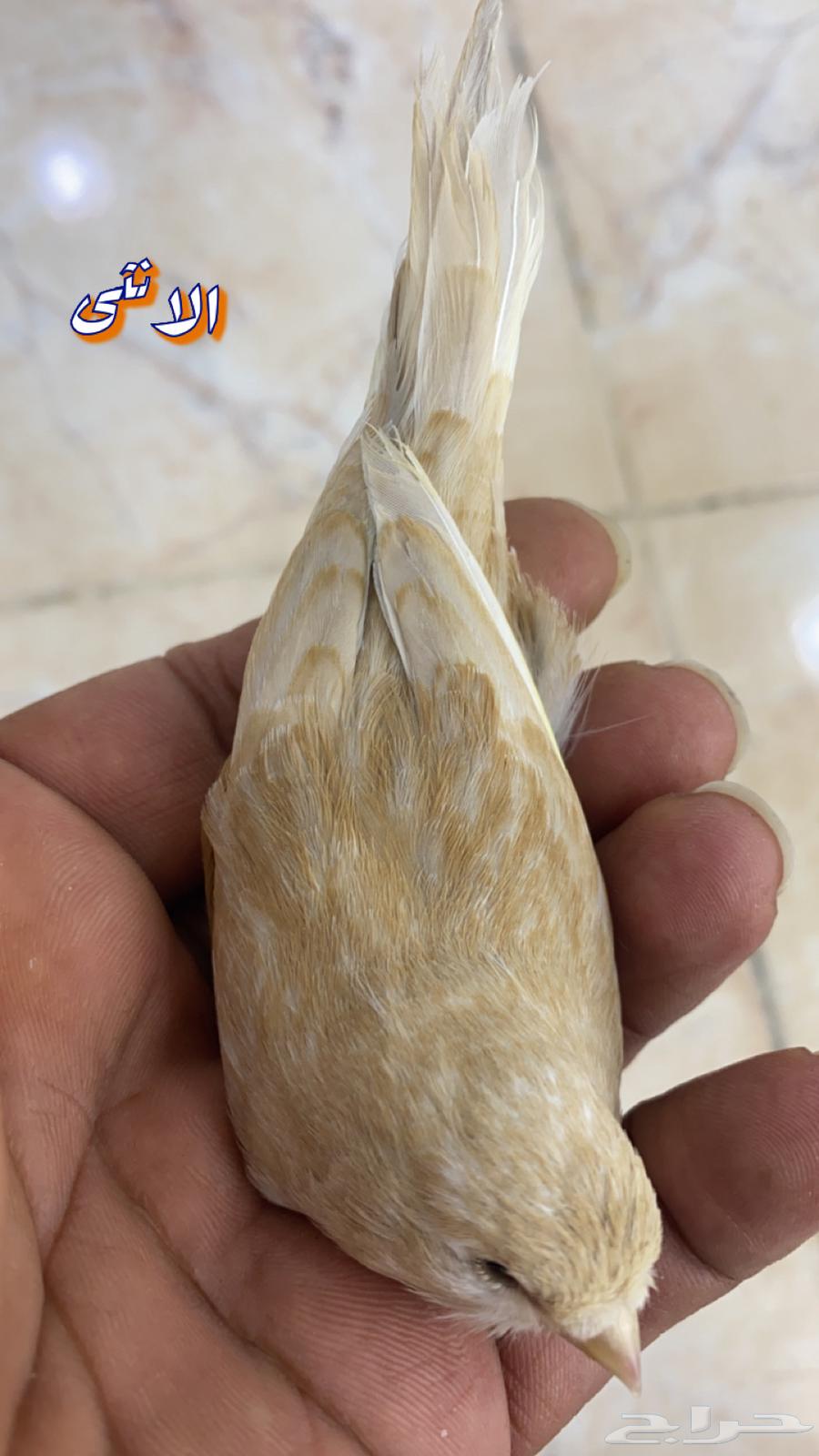 للبيع جوز كناري مع 3 فروخ63256298232579111