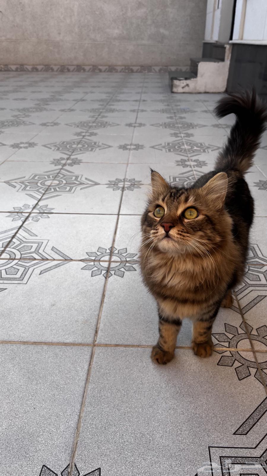 A cat for adoption63257883769217114
