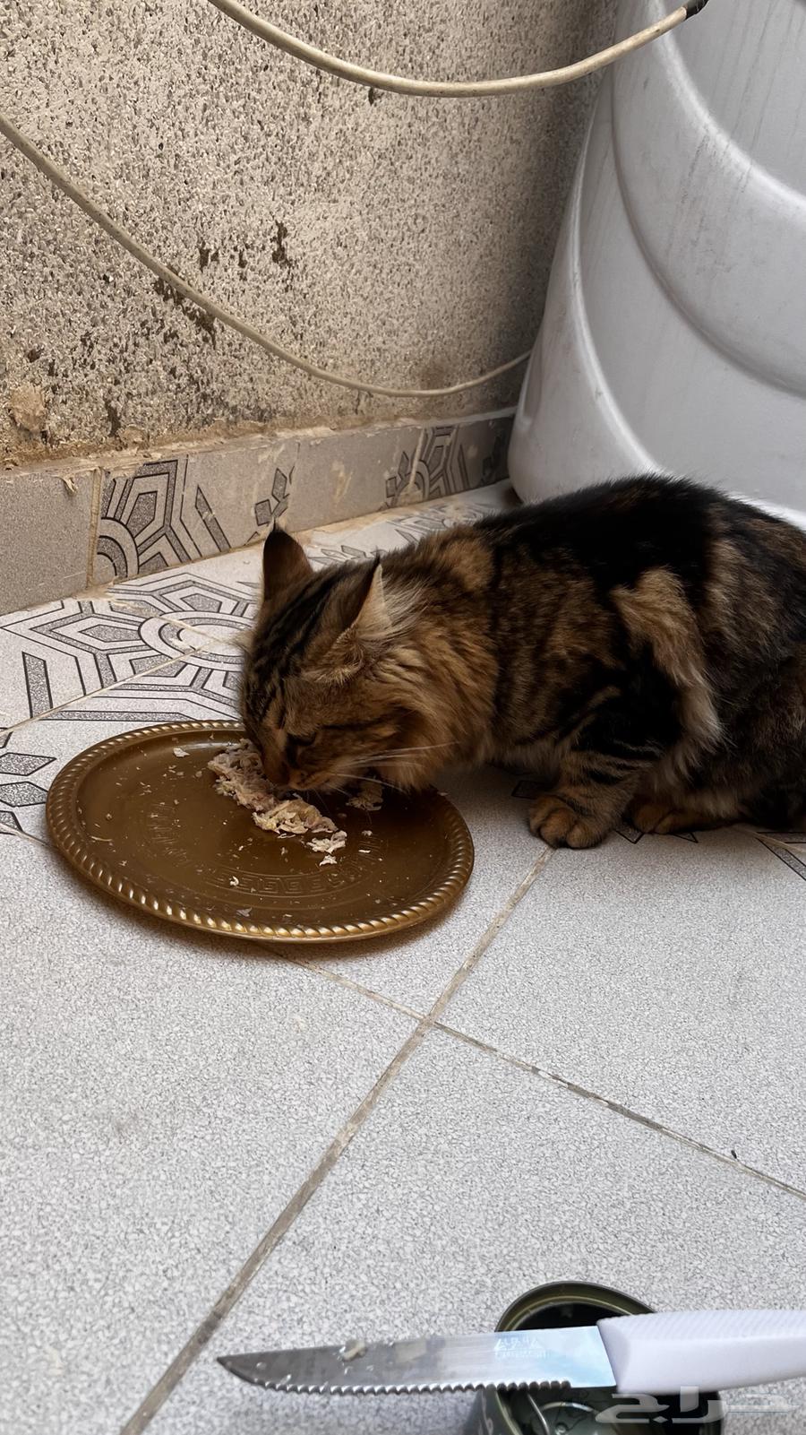 A cat for adoption63257883769217111