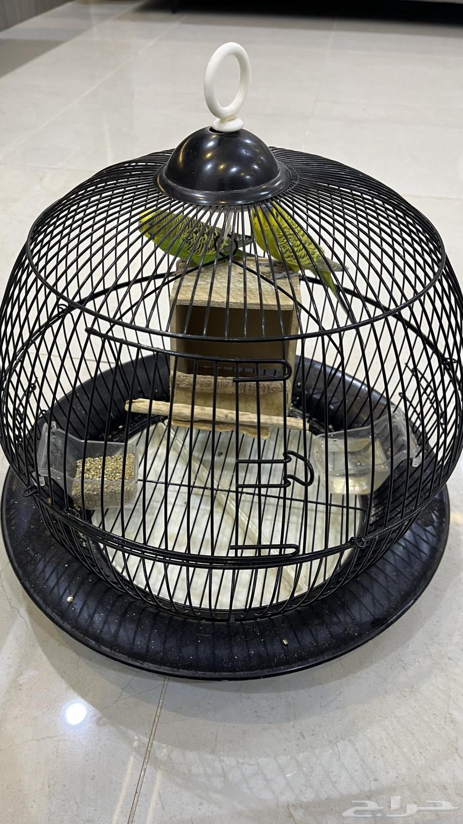 Love birds63617738941697112