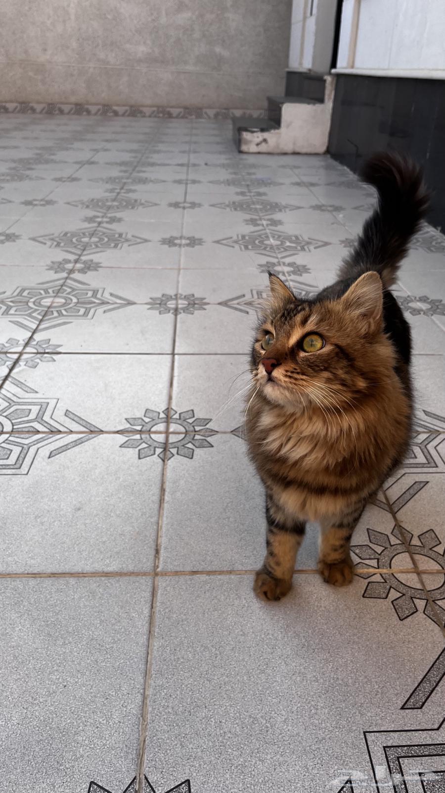 A cat for adoption63257883769217113