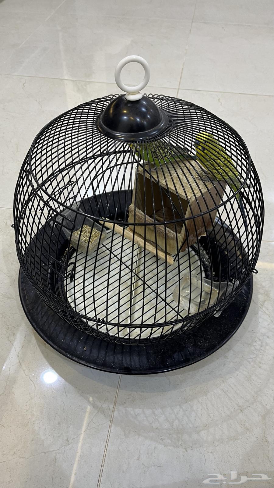 Love birds63617738941697113