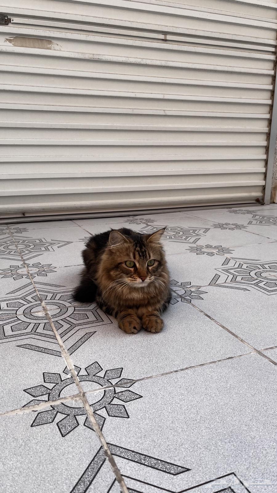 A cat for adoption63257883769217117