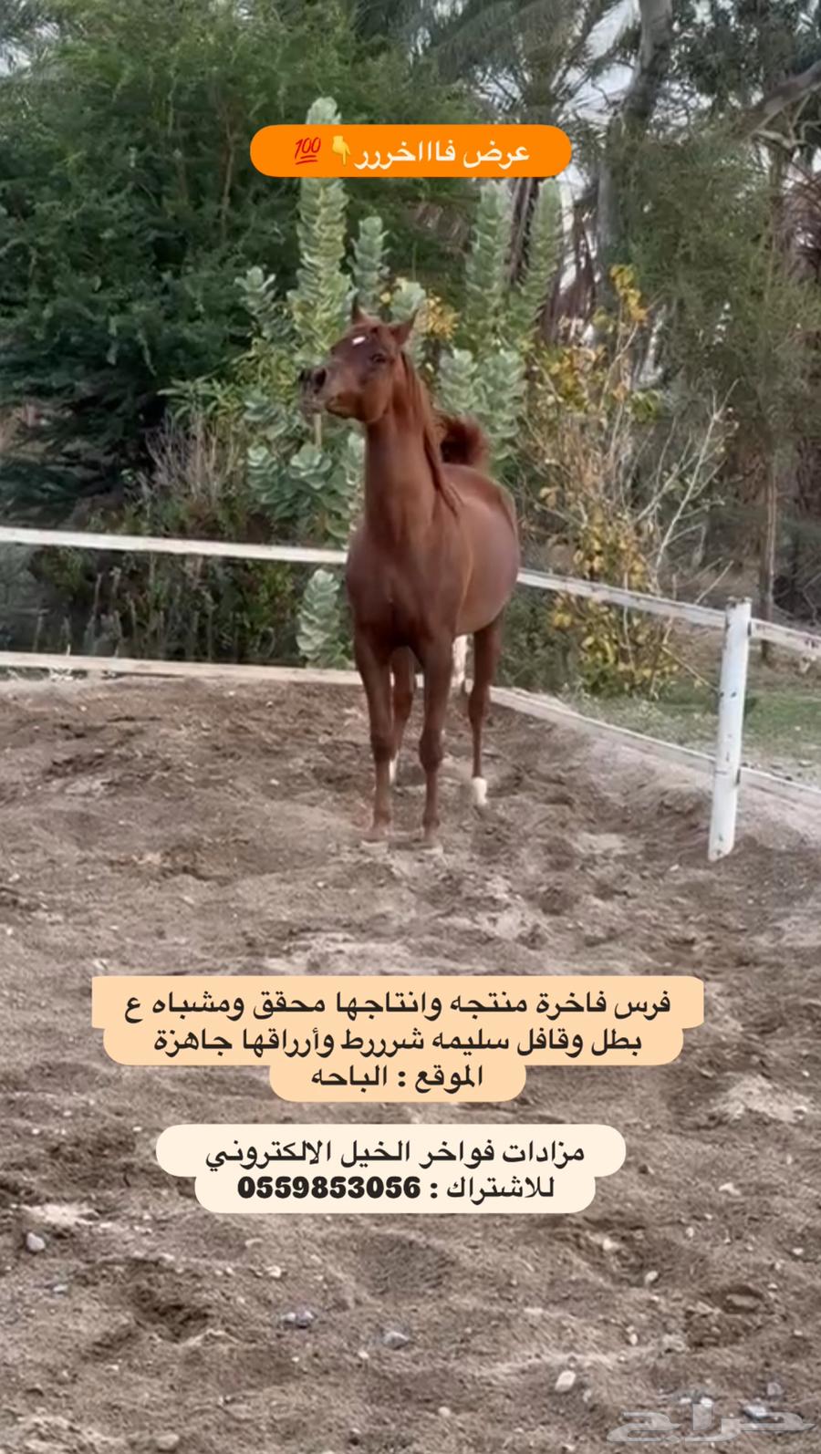 A heavy-duty horse and its producer63256847585538117