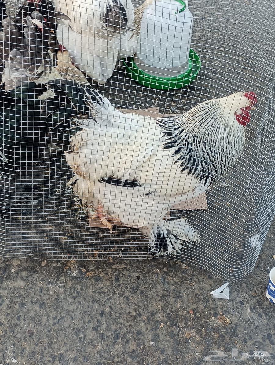 Brahma chicken, a pure and luxurious breed63255771331457114