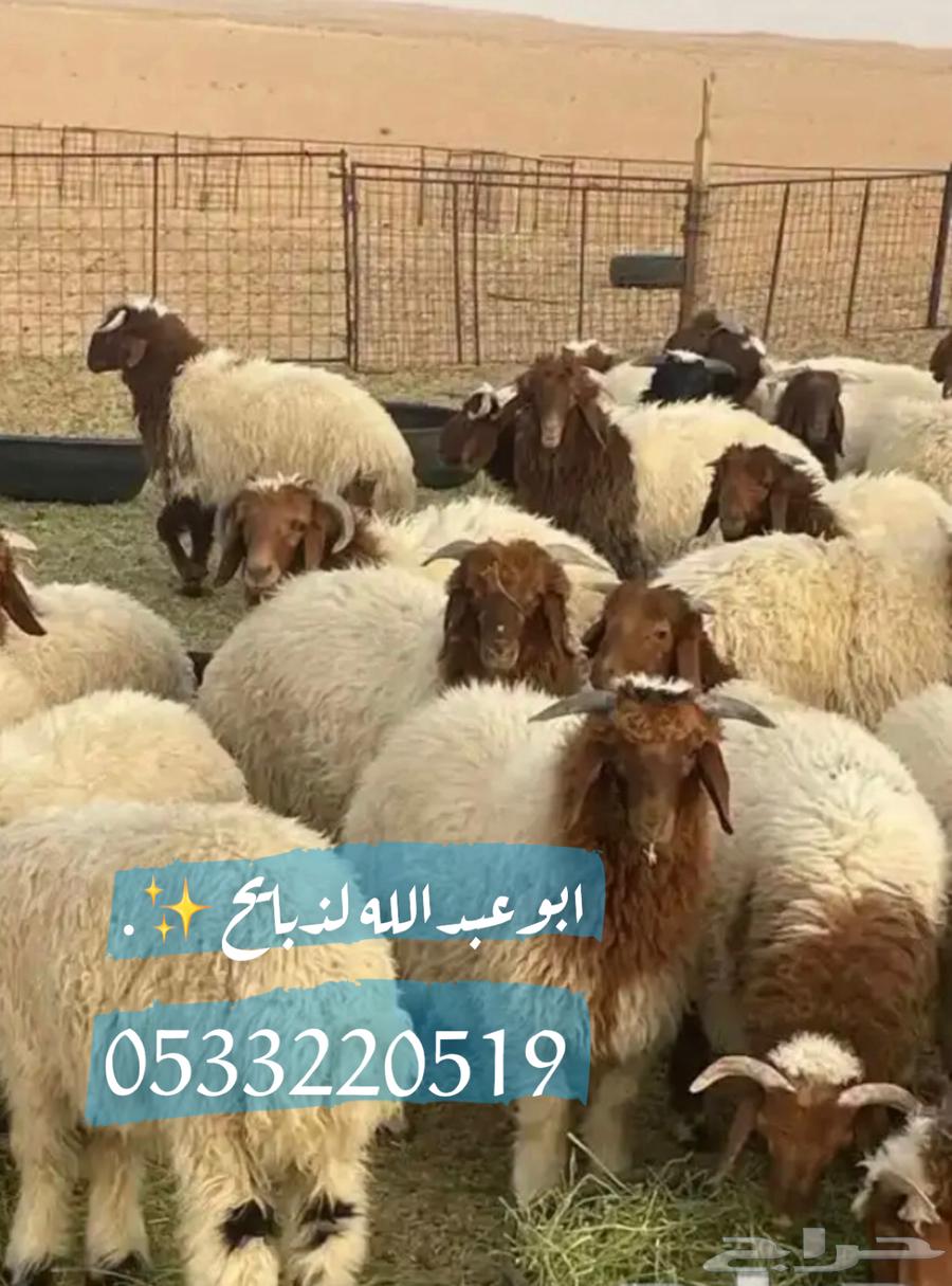 Naaimi Halal Slaughters, Hurri Local, Mafateh, Refrigerator Included, Slaughter and Delivery63617737441666111