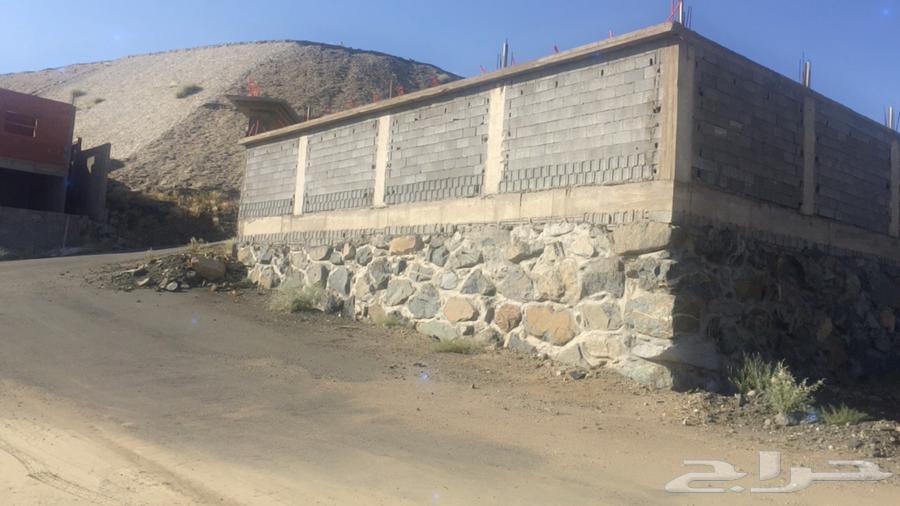 Horse for sale behind Al-Mustaqbal station62884380036865111