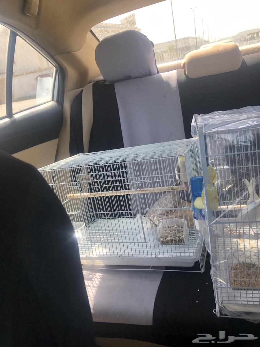 Delivery of cats63256304942082113