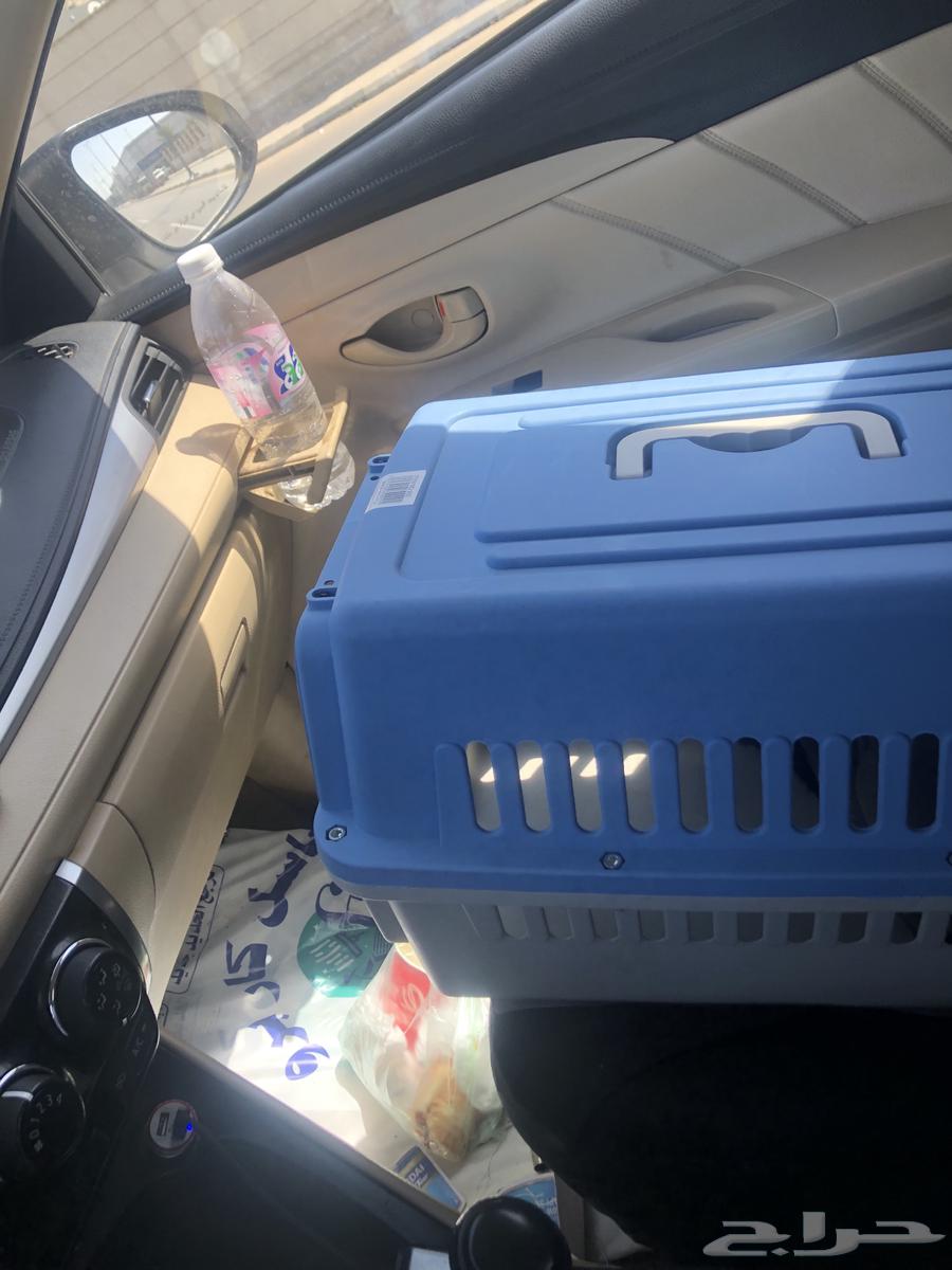 Delivery of cats63256304942082114