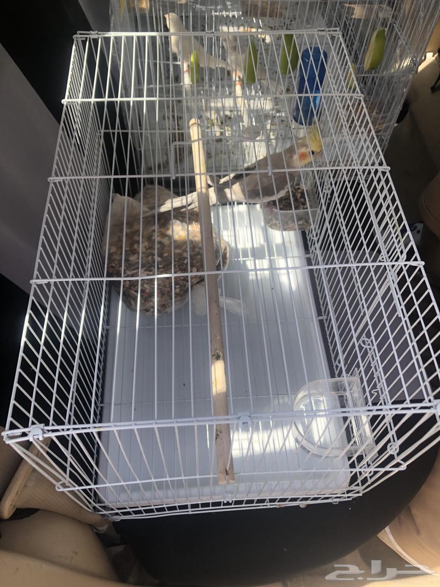 Delivery of cats63256304942082111